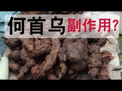 人參何首烏功效|何首烏的功效和副作用有哪些